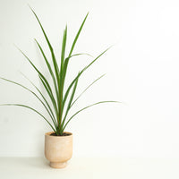 Cordyline Palm | Outdoor Plant
