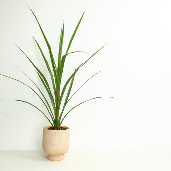 Cordyline Palm | Outdoor Plant