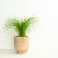 Pony Tail Grass | Outdoor Plant