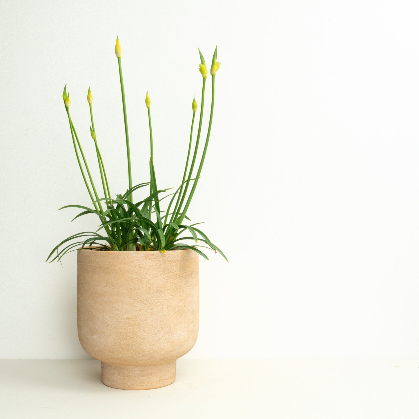 Agapanthus | Outdoor Plant
