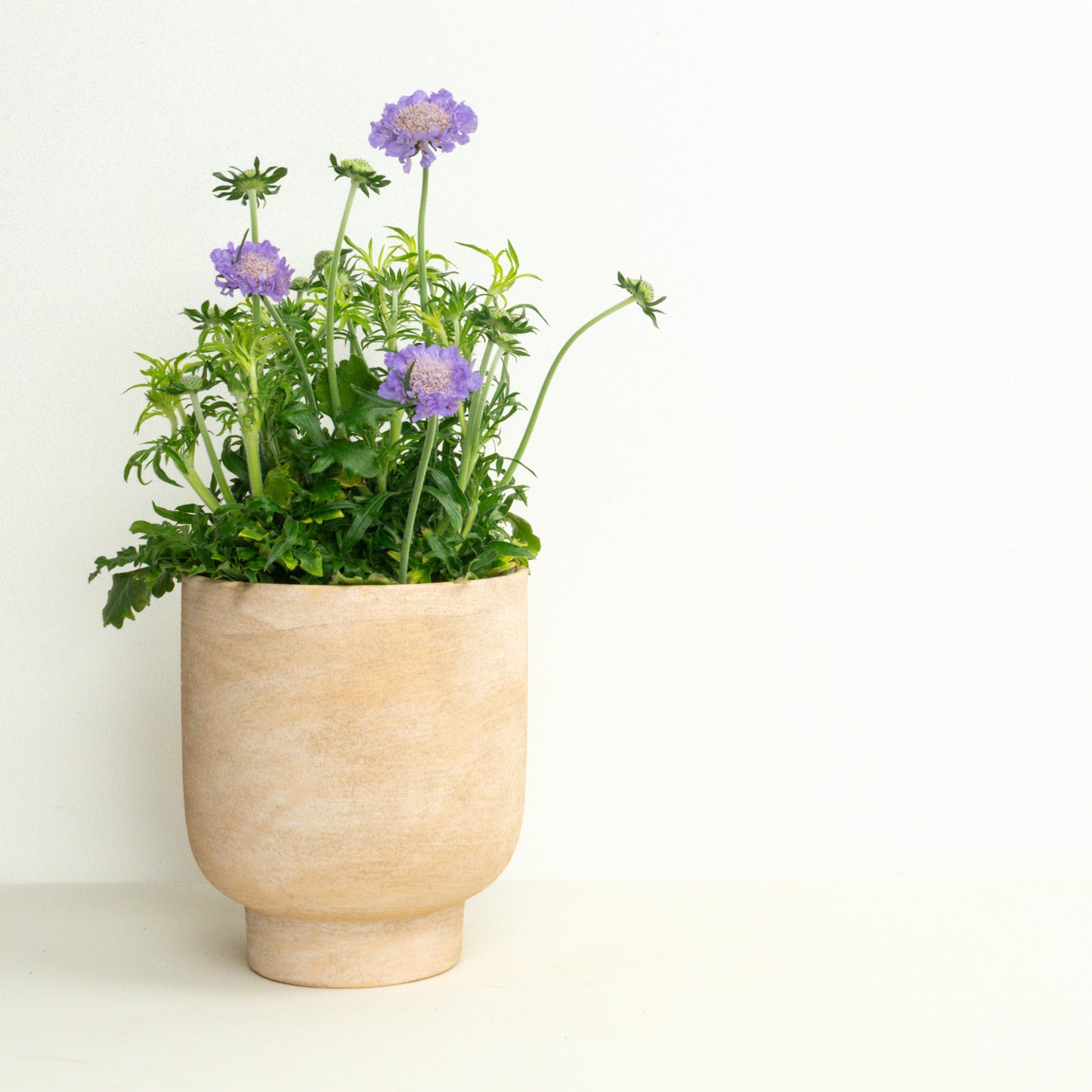 Bee Friendly | Garden Bundle