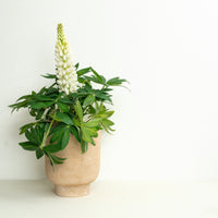 Lupin | Surprise Colour | Garden Plant