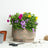 Garden Plants