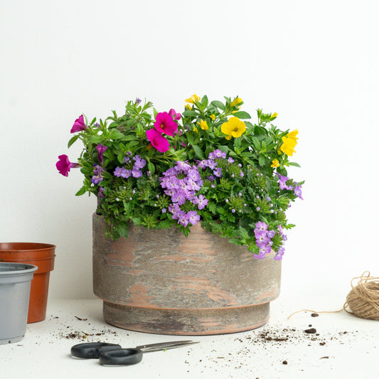 Trailing Trio | Garden Bundle | Outdoor Plants