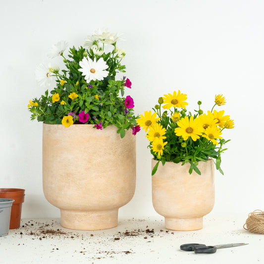 Balcony Glow Up | Garden Bundle | Outdoor Plants