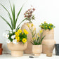 Sunshine | Garden Bundle