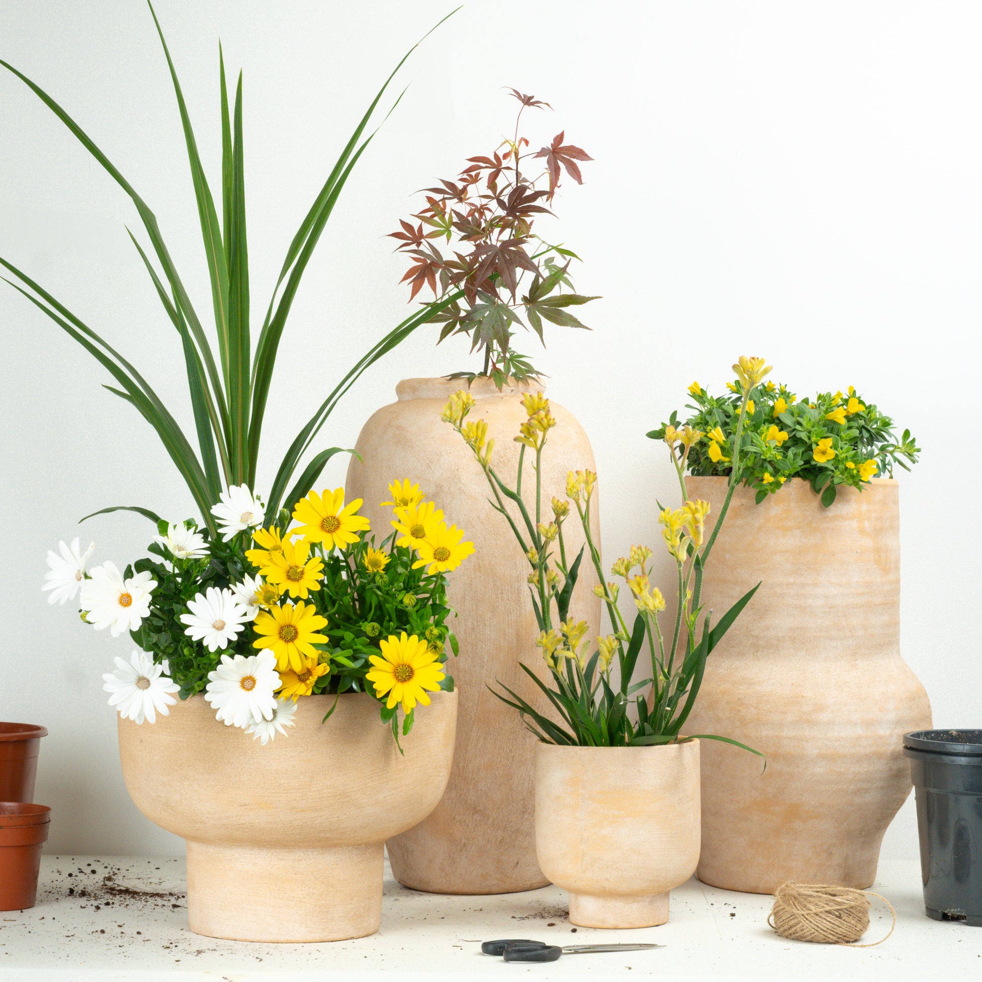 Sunshine | Garden Bundle