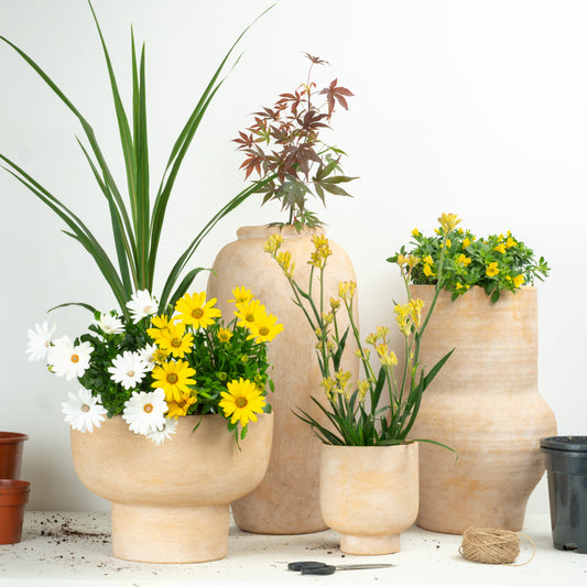 Sunshine | Garden Bundle | Outdoor Plants