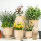 Sunset | Garden Bundle
