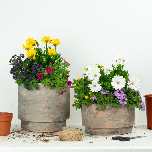 Window Box | Garden Bundle | Outdoor Plants