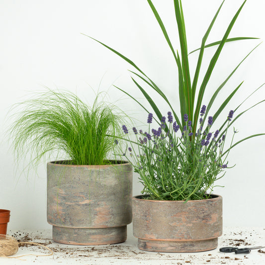 Front Door Statement  | Garden Bundle | Outdoor Plants
