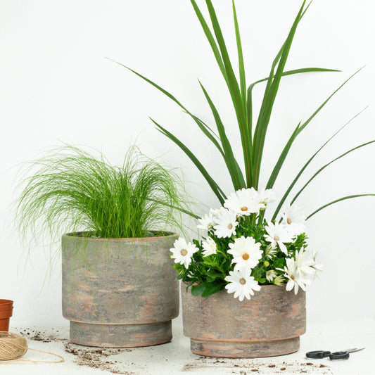 Neutral Boho  | Garden Bundle | Outdoor Plants