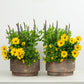 Sun Loving Patio | Garden Bundle