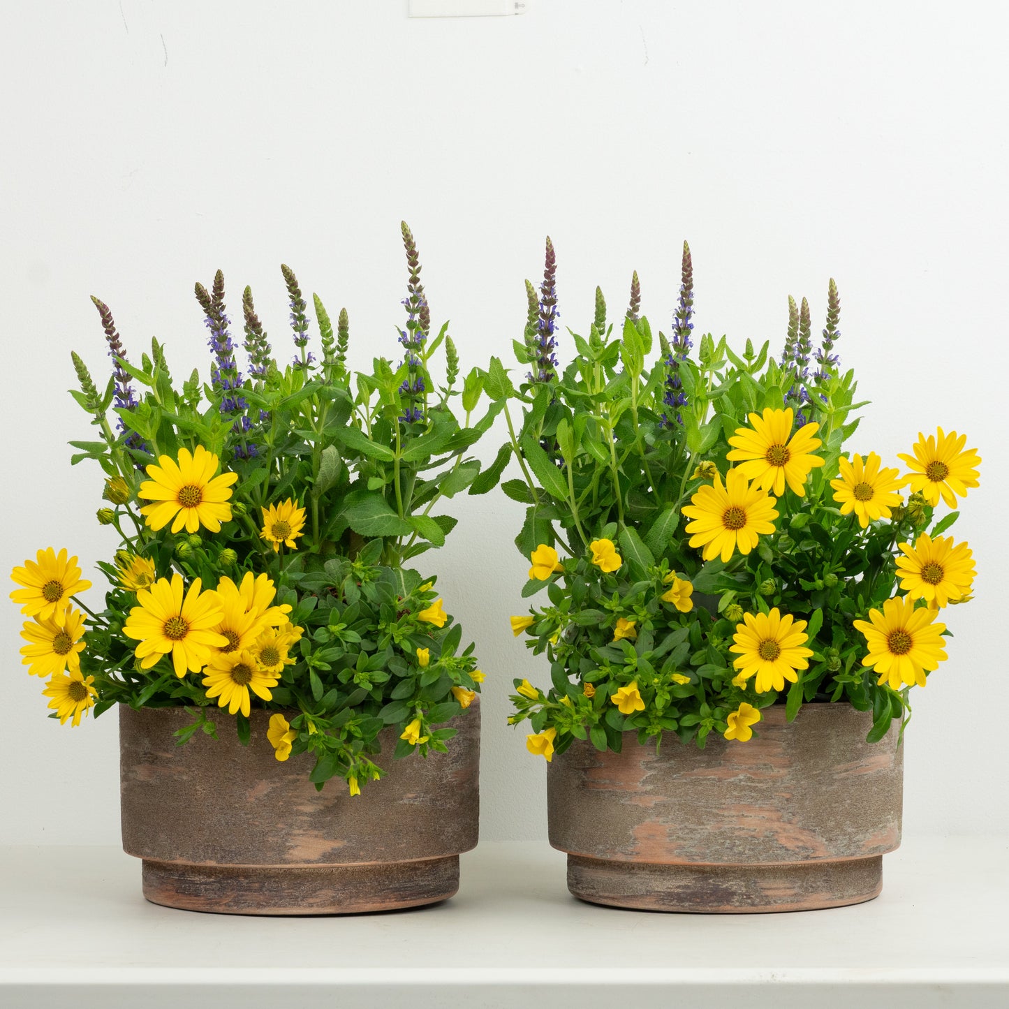 Sun Loving Patio | Garden Bundle