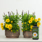 Sun Loving Patio With Plant Food | Garden Bundle