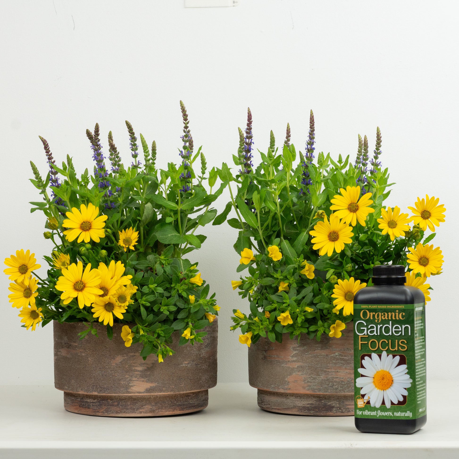 Sun Loving Patio With Plant Food | Garden Bundle