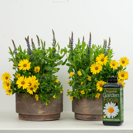 Sun Loving Patio With Plant Food | Garden Bundle | Outdoor Plants