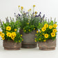 Easy Patio Starter | Garden Bundle
