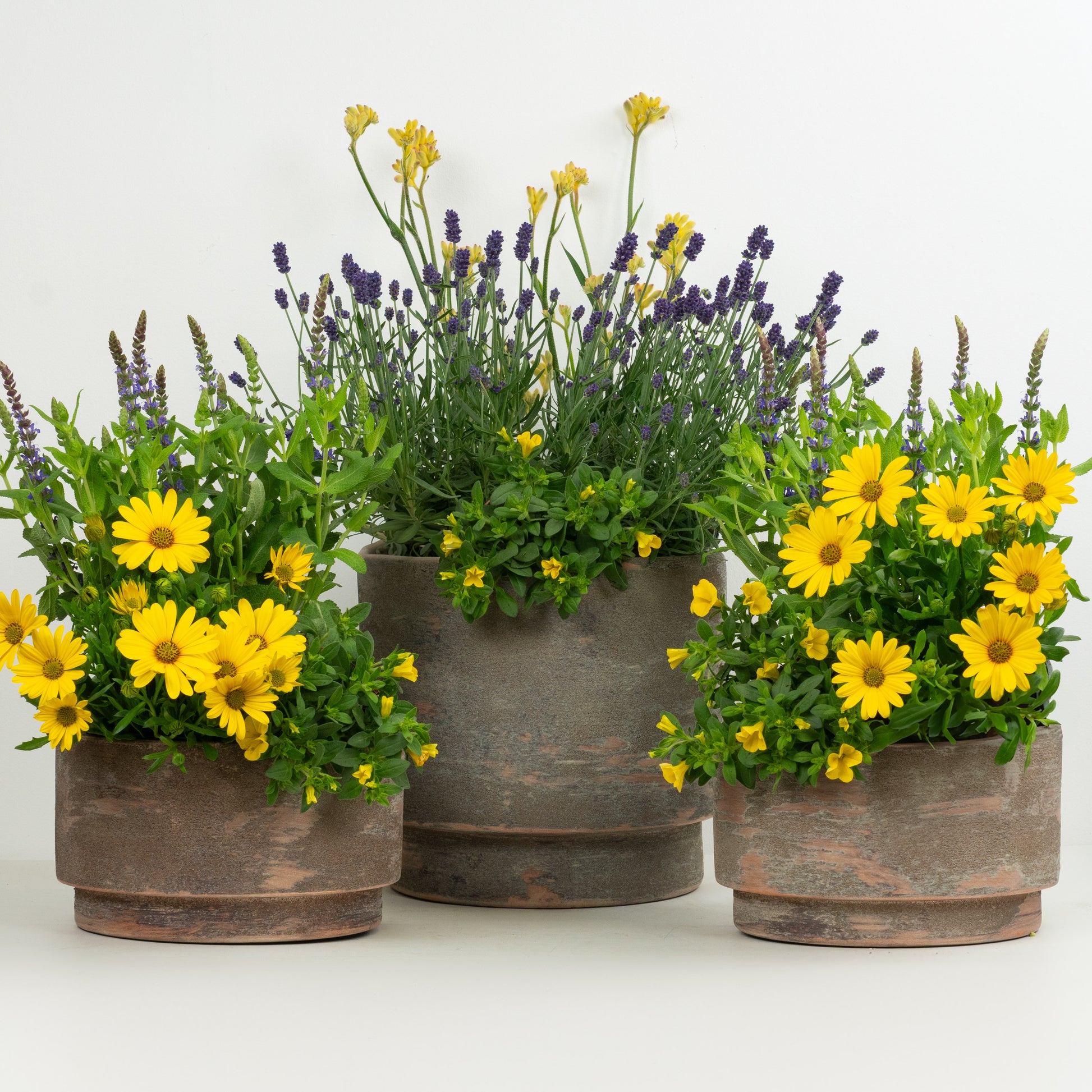 Easy Patio Starter | Garden Bundle
