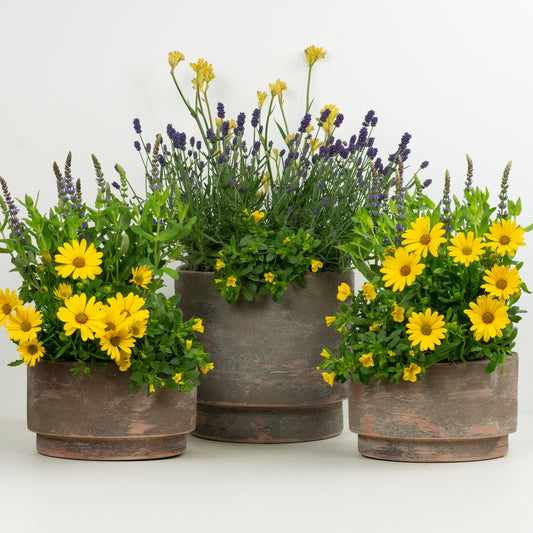 Easy Patio Starter | Garden Bundle | Outdoor Plants