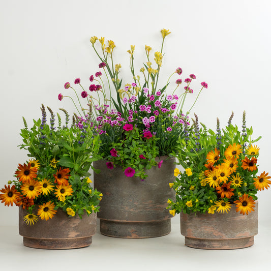 Colourful Patio | Garden Bundle | Outdoor Plants