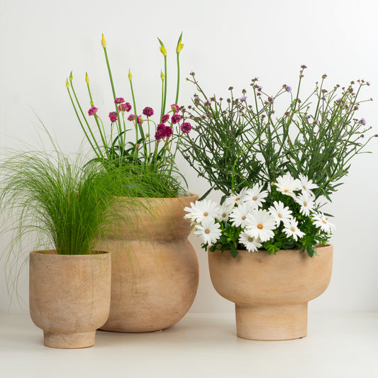Seabreeze | Garden Bundle | Outdoor Plants