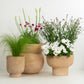 Coastal Cottage | Garden Bundle