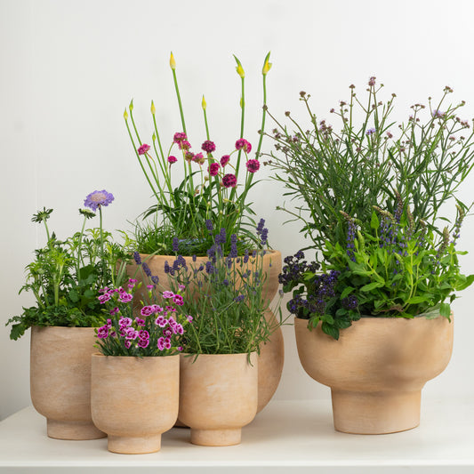 Purple Passion  | Garden Bundle | Outdoor Plants