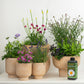 Purple Passion With Plant Food | Garden Bundle