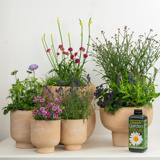 Purple Passion With Plant Food | Garden Bundle | Outdoor Plants