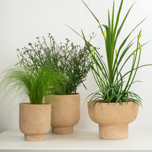 Contemporary Set  | Garden Bundle | Outdoor Plants