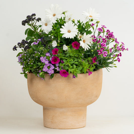 Romantic Patio  | Garden Bundle | Outdoor Plants