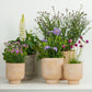 Cottage Garden  | Garden Bundle