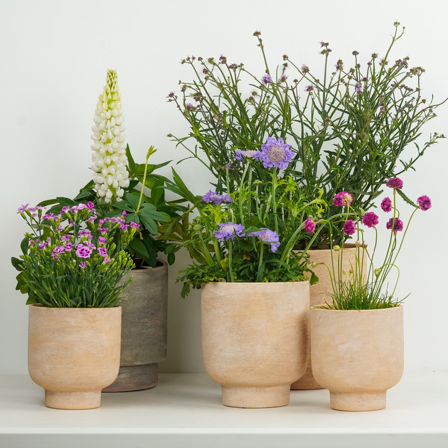 Cottage Garden  | Garden Bundle