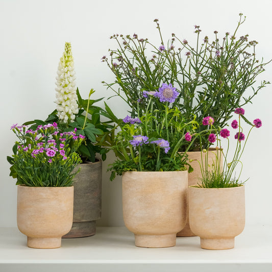 Cottage Garden  | Garden Bundle | Outdoor Plants