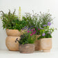Pollinator Plants | Garden Bundle