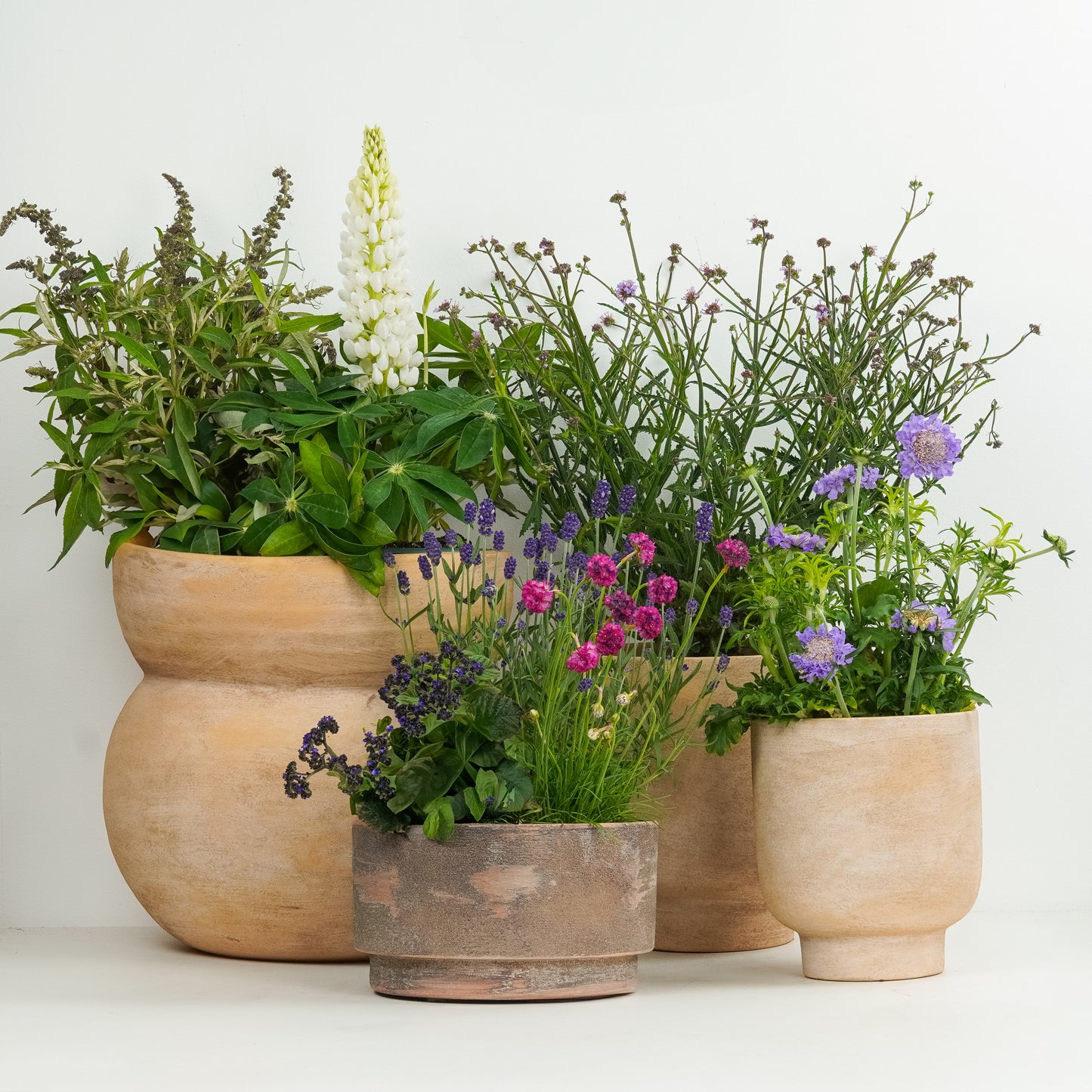 Pollinator Plants | Garden Bundle