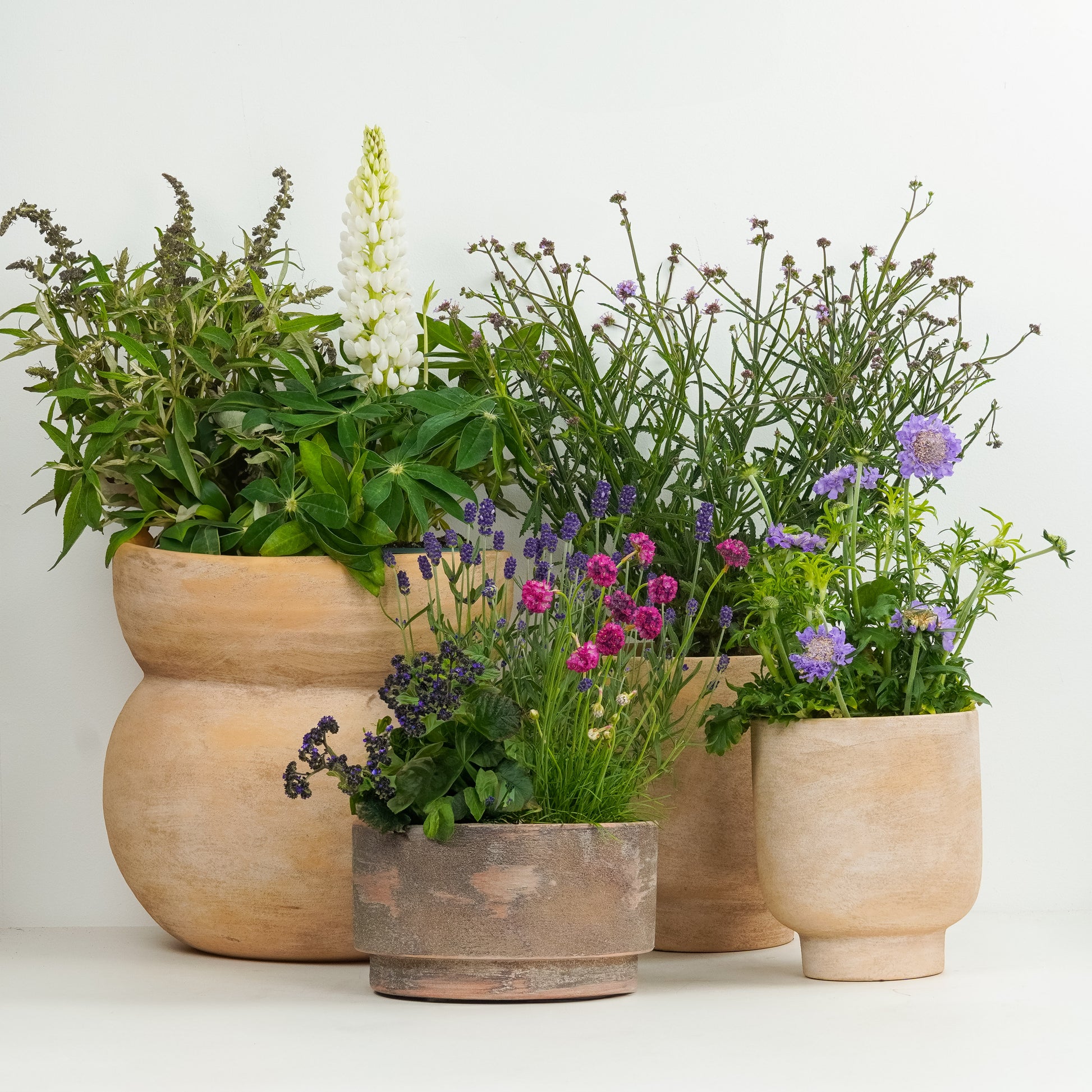 Pollinator Plants | Garden Bundle