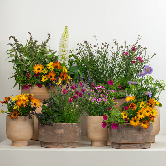 Ultimate Bees & Butterflies | Garden Bundle | Outdoor Plants
