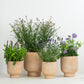 Bee Friendly | Garden Bundle