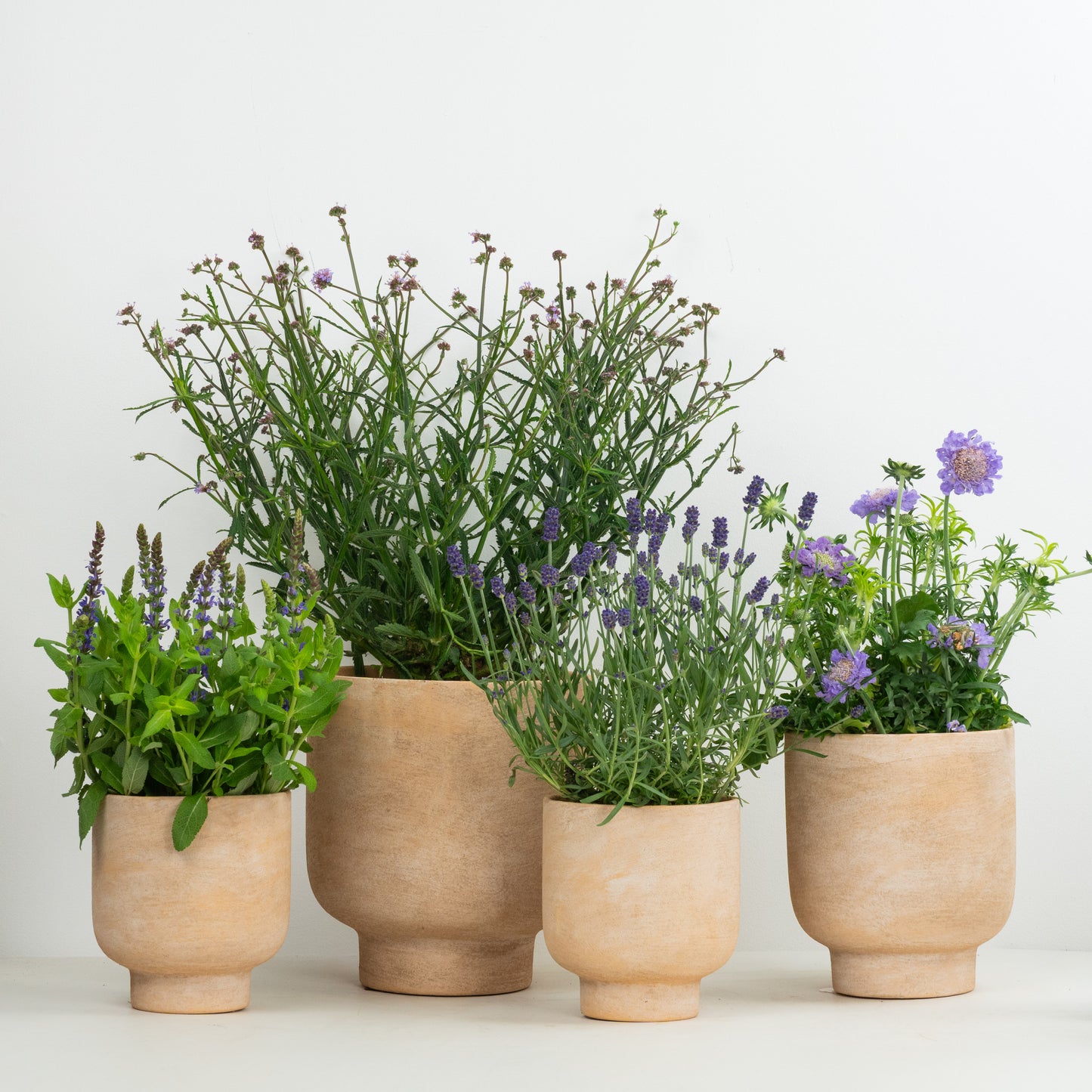 Bee Friendly | Garden Bundle