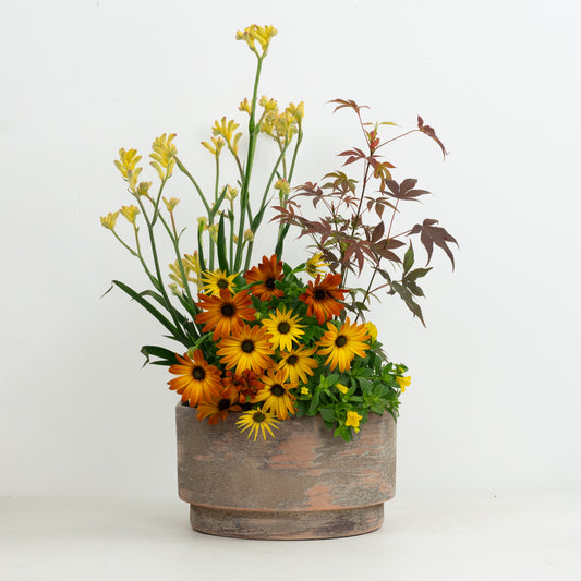 Wild Geometry | Garden Bundle | Outdoor Plants