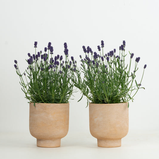 Lavender Plant Pair | Garden Bundle | Outdoor Plants
