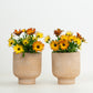 Orange African Daisy Pair | Garden Bundle