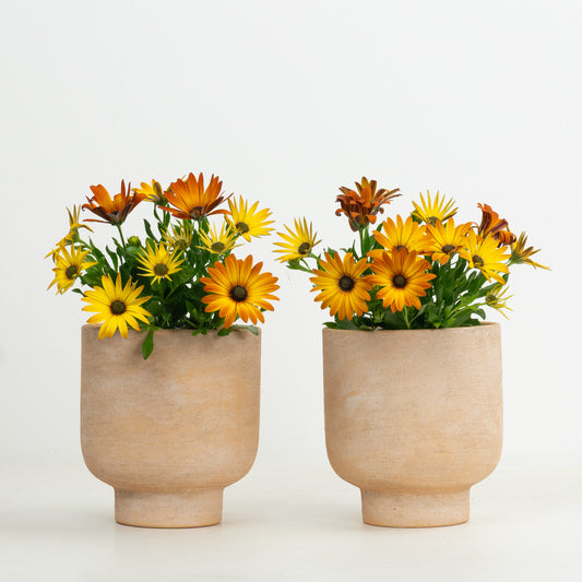 Orange African Daisy Pair | Garden Bundle | Outdoor Plants