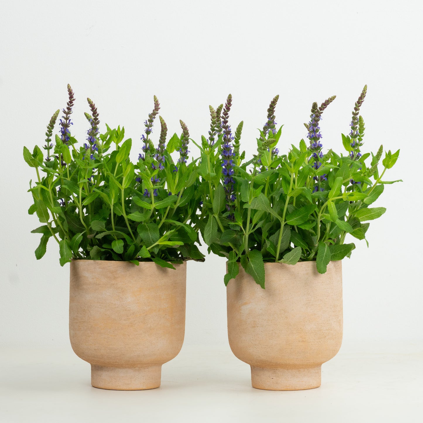 Salvia Plant Pair | Garden Bundle