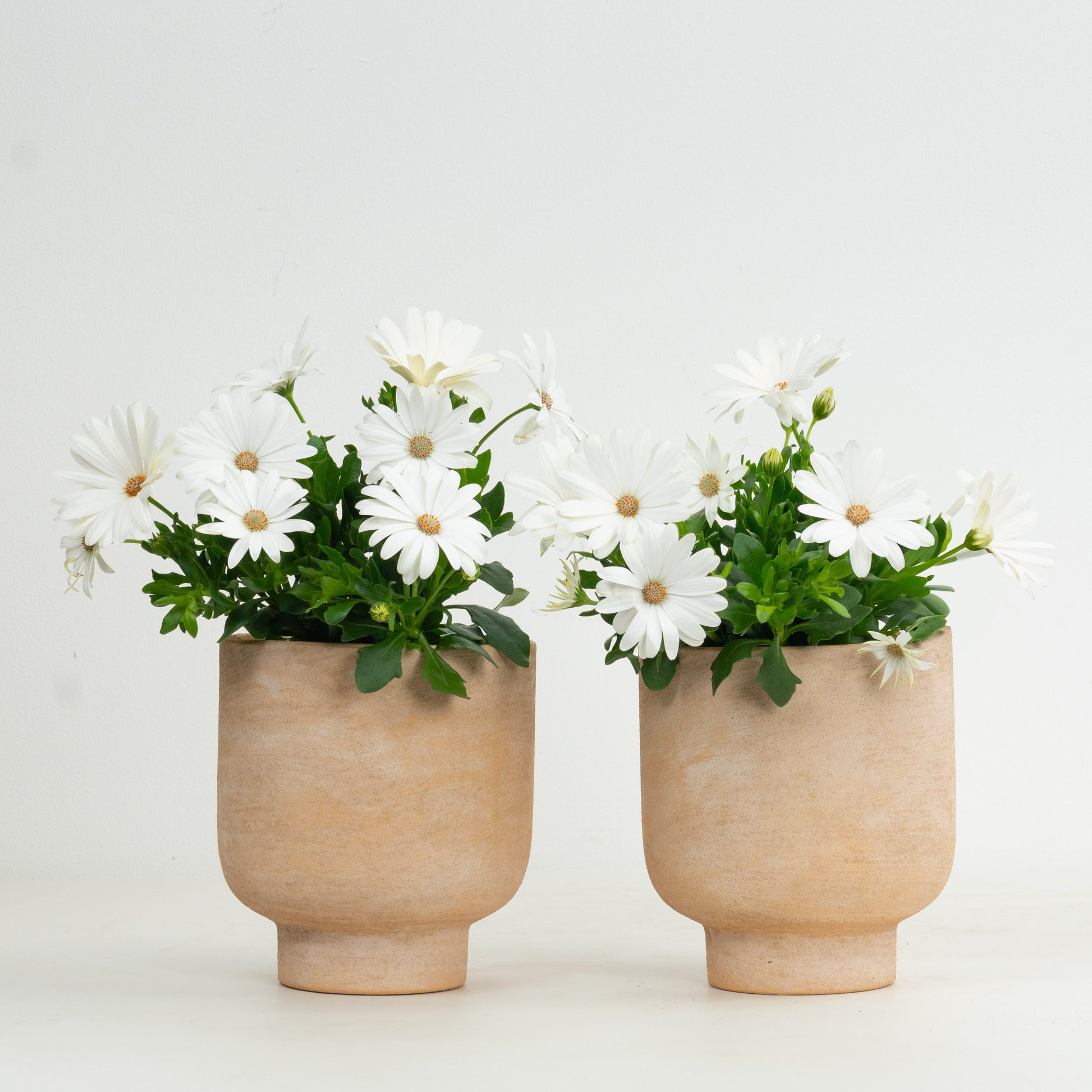 White African Daisy Pair | Garden Bundle