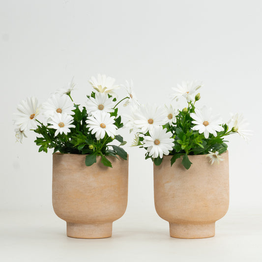 White African Daisy Pair | Garden Bundle | Outdoor Plants