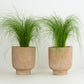 Pony Tail Grass Pair | Garden Bundle