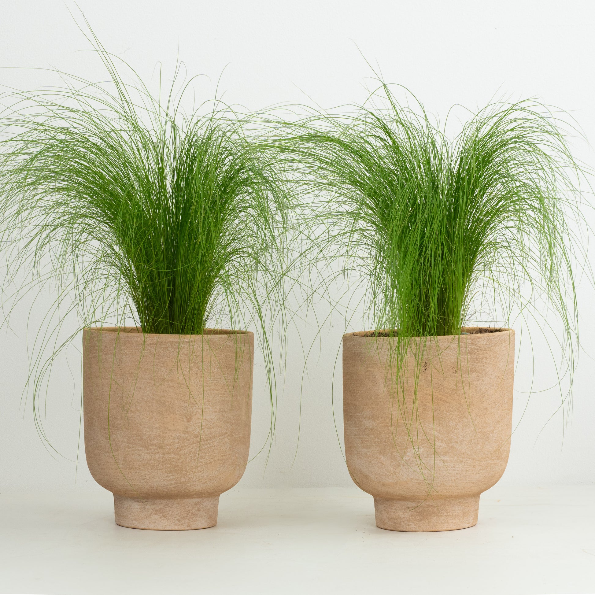 Pony Tail Grass Pair | Garden Bundle